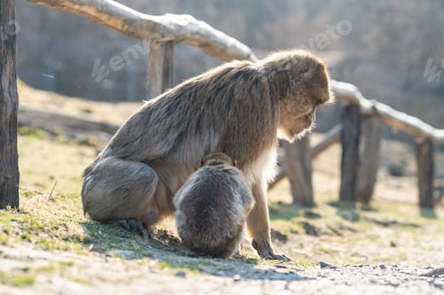Preview: Beautiful shot of a barbary macaque in daylight
