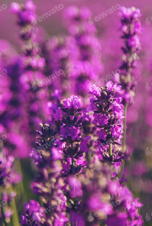 Preview: blooming lavender flowers on the field. Selective focus.