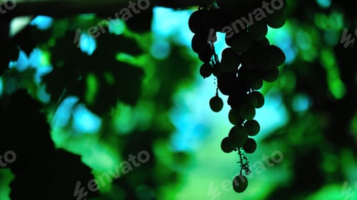 Preview: Grapes growing fruit vineyard nature green