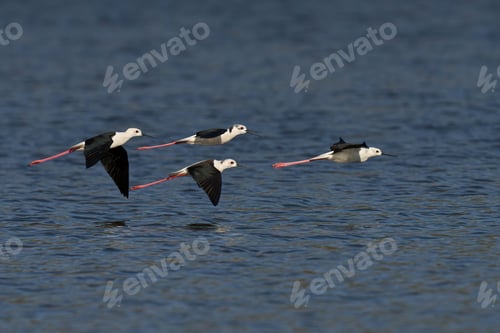 Preview: Stunning view of a flock of Black-Winged Stilts in mid-flight, soaring gracefully above the sea
