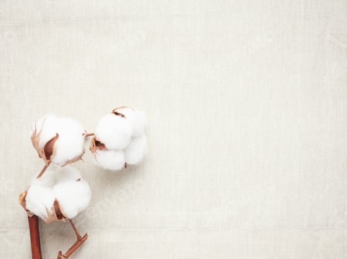 Preview: three cotton flowers on fabric, natural and soft fabric concept, manufacturing and sustainability