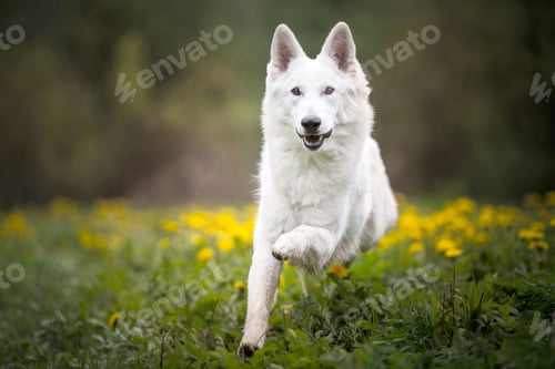 Preview: Beautiful Swiss Shepherd running