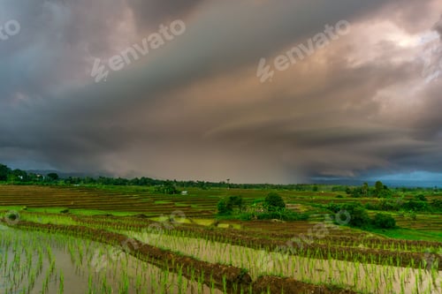 Preview: Beautiful morning view indonesia Panorama Landscape paddy fields with beauty color