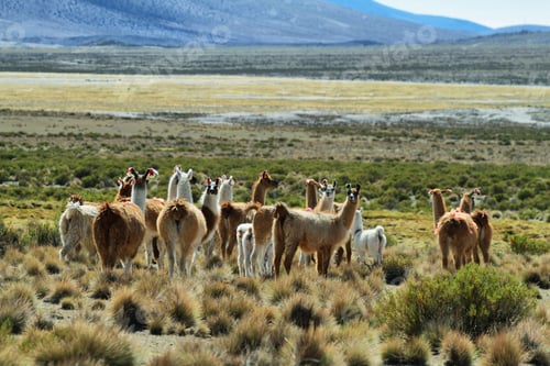 Preview: Flock of lamas in volcano isluga national park