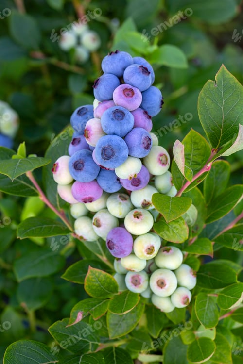 Preview: Blueberry farm with bunch of ripe fruits on tree during harvest season in Izmir, Turkey.