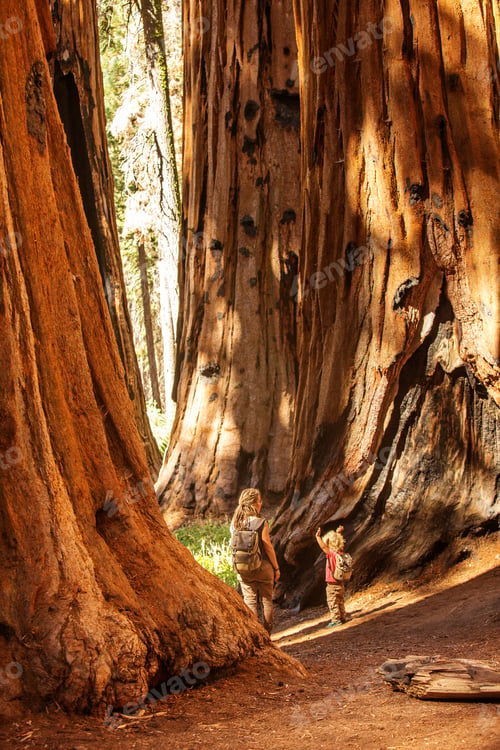 Preview: Family With Boy Visit Sequoia National Park In California, Usa