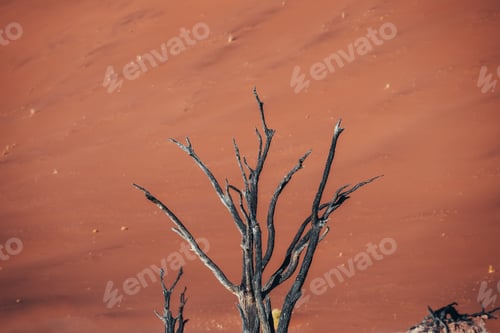 Preview: Photo of old trees in the stunning and beautiful Deadvlei, Sossusvlei, Namibia