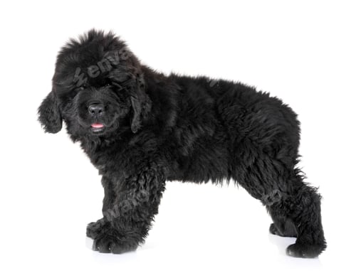 Preview: puppy newfoundland dog