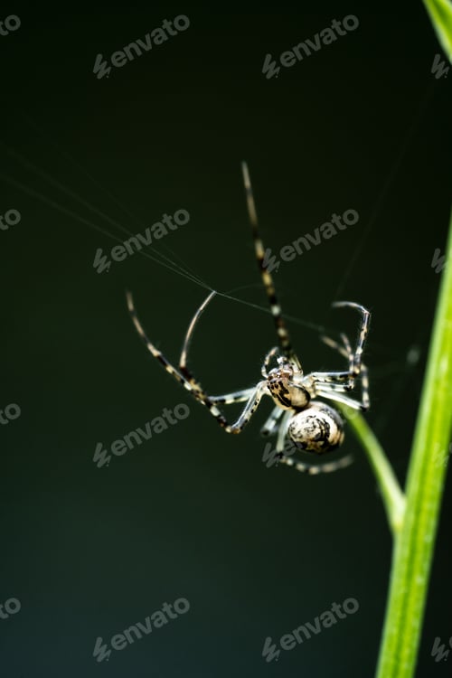 Preview: Vertical macro shot of a yellow garden spider on a green grass blade