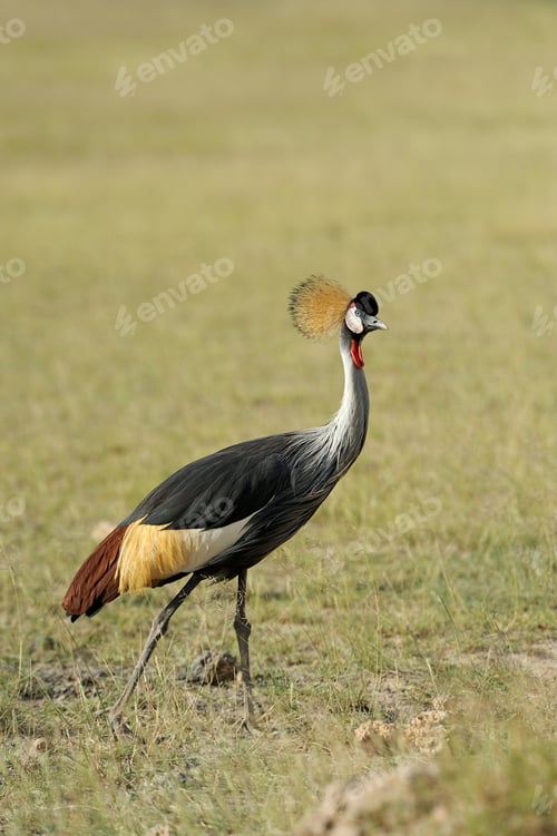 Preview: Crowned crane