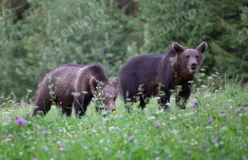 Preview: Brown bear