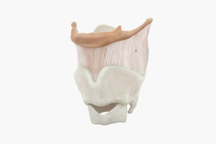 Preview: Anatomical Larynx Structure