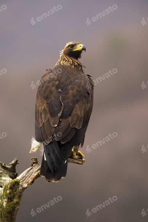 Preview: Impressive golden eagle sitting on a treetop in vertical composition from back
