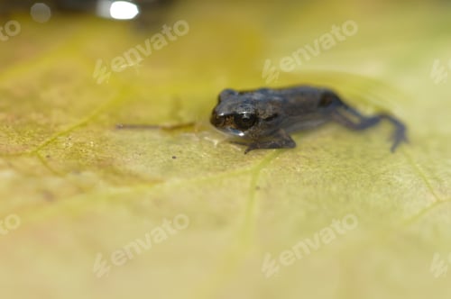 Preview: Young Toad