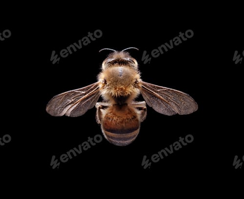 Preview: Bee against black background