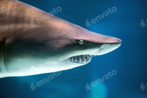 Preview: Underwater great white shark
