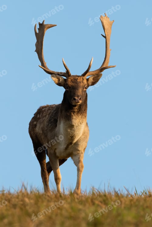 Preview: Fallow deer walking on grassland in front vertical shot