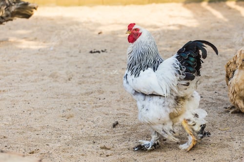 Preview: Bushy rooster brahma walks through the sandy courtyard on a sunny warm summer day. Concept of exotic