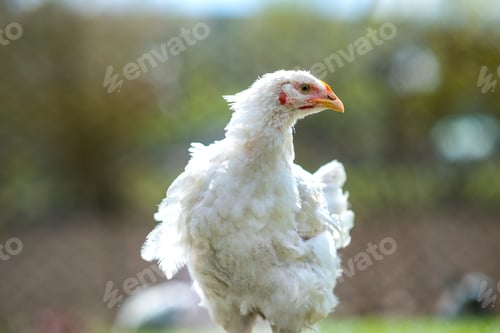 Preview: Close up of chicken standing on barn yard with green grass