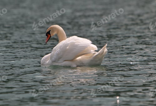 Preview: beauty of the lake
