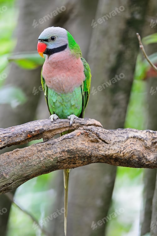 Preview: Red-breasted Parakeet
