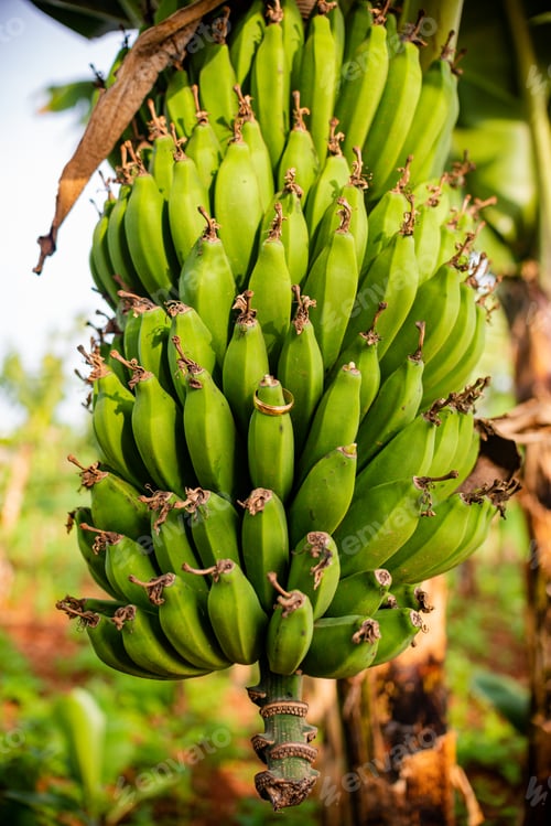 Preview: Banana Edible Fruit Elongated Plants Raw Green Farm Fresh Produce Wedding Rings