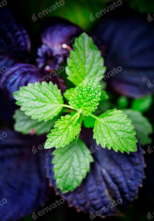 Preview: Green and purple leaves, mint or lemon balm