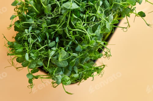 Preview: Close up Peas microgreens sprouts, Healthy eating Sprouts of green peas