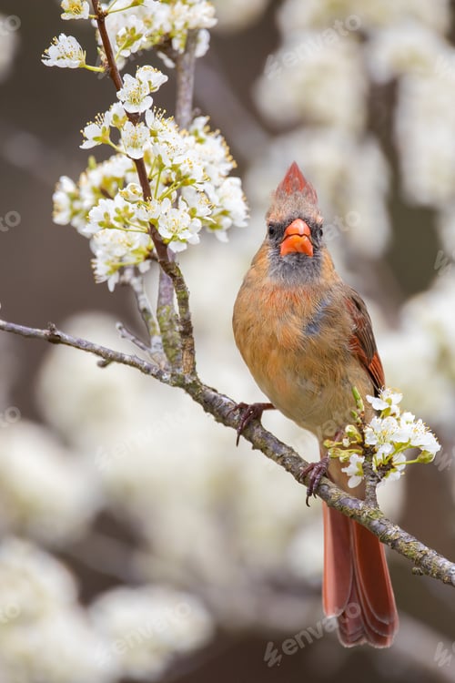 Preview: Northern Cardinal