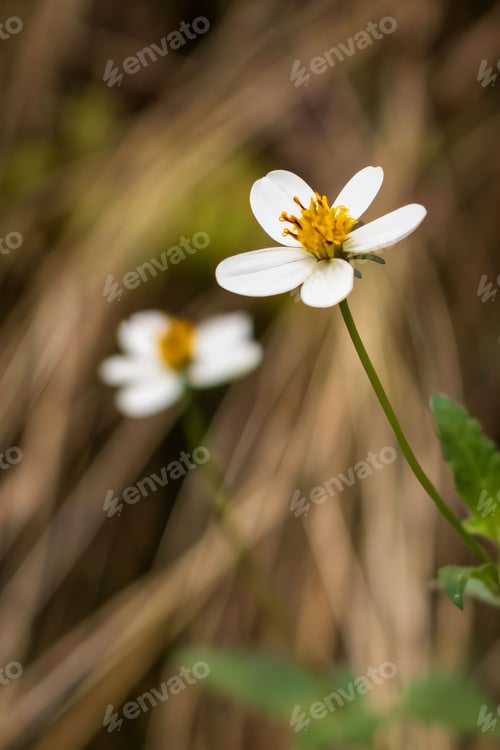Preview: White Wildflower Close-Up