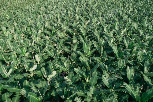 Preview: Aerial view of banana trees growing at field