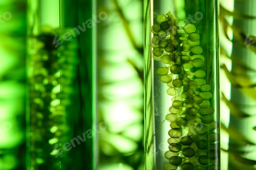 Preview: Photobioreactor in Algae fuel biofuel industry, sustainable energy concept