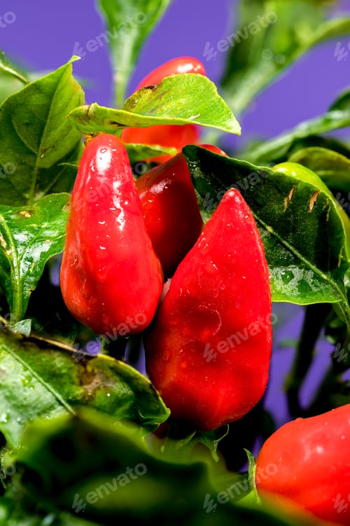 Preview: Red Chili Peppers on a blue background