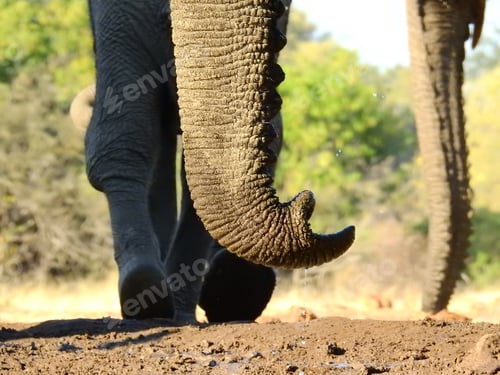 Preview: Closeup shot of an elephant proboscis
