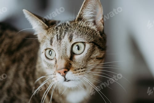 Preview: Cat face and eyes