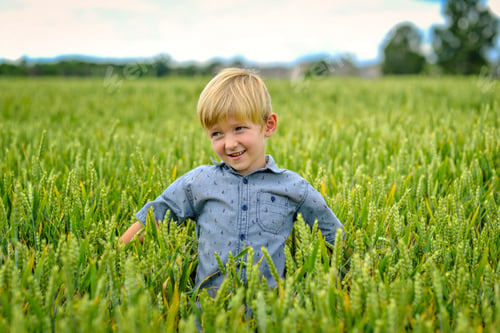Preview: A small, blond boy in the field of cereals.