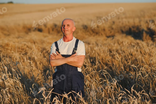 Preview: Portrait of senior farmer agronomist in wheat field checking crops before harvest.