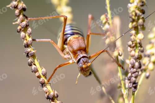 Preview: Saddle backed bush cricket