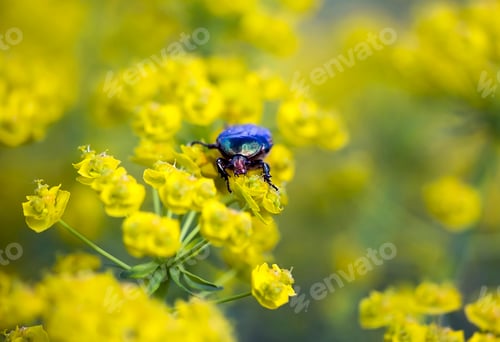 Preview: Bug eating flower