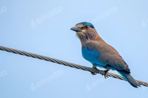 Preview: Close-up of Indian Roller or Coracias benghalensis