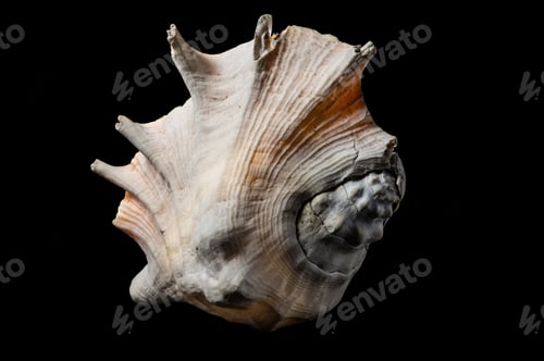 Preview: Large spider conch seashell on dark background