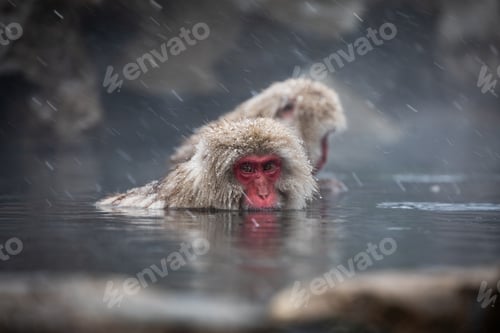 Preview: Snow monkey