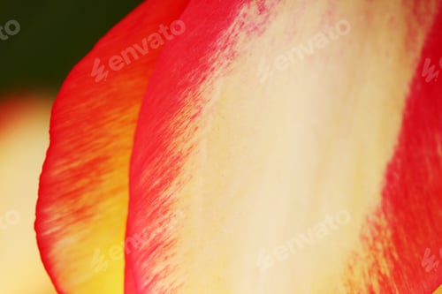Preview: Red and Yellow Flower Petal Close Up