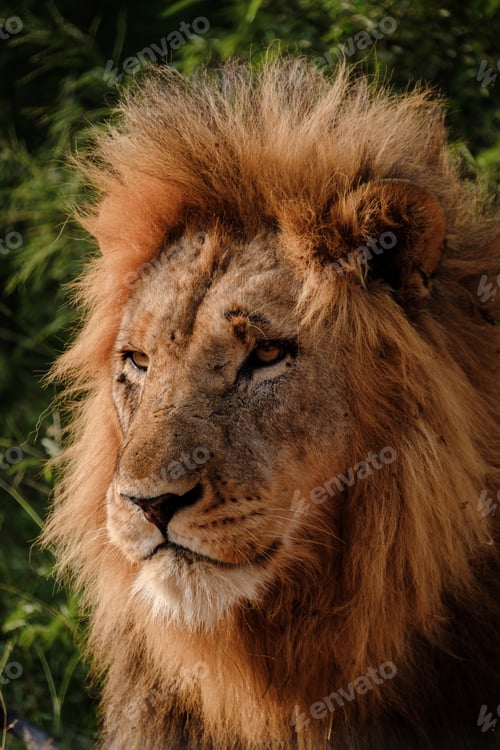 Preview: African Lions during safari game drive in Kruger National park South Africa