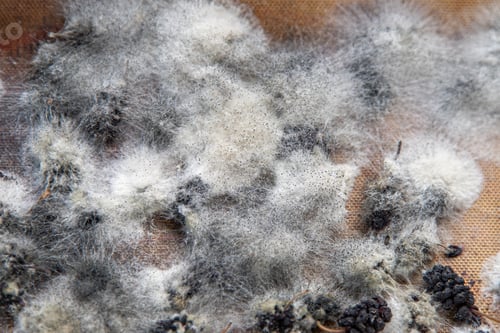 Preview: White mold on spoiled food. The mulberries are moldy.