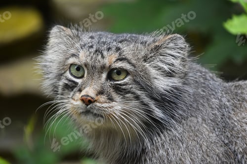 Preview: Close up portrait of manul Pallas cat