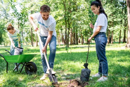 Preview: young volunteers planting tree with shovel in park