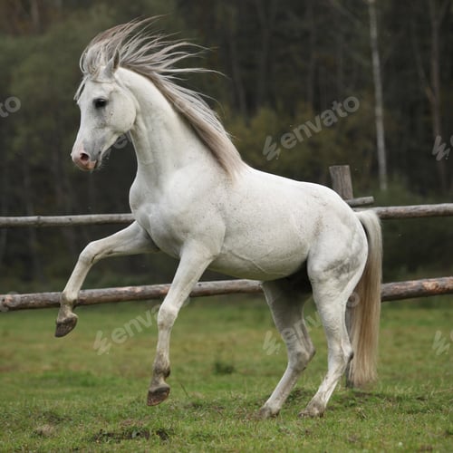 Preview: arabian, horse, mare, stallion, riding