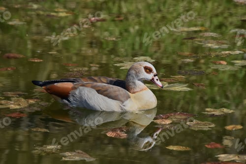 Preview: Closeup of a duck floating in a tranquil lake