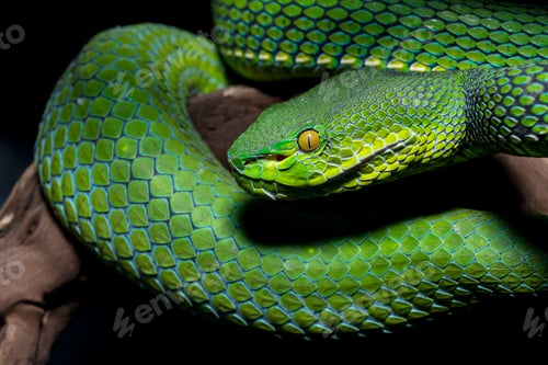 Preview: Tree pit viper isolated on white background